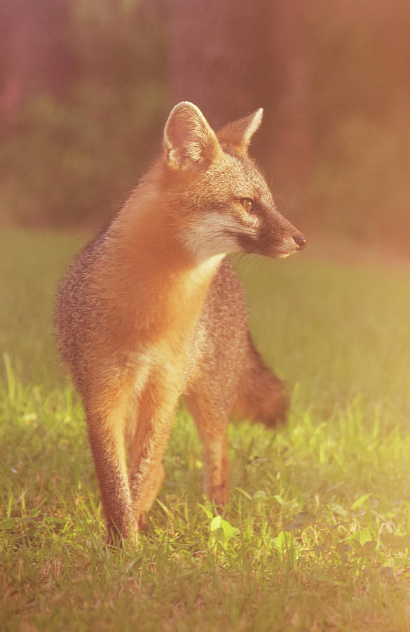 Fox Photograph