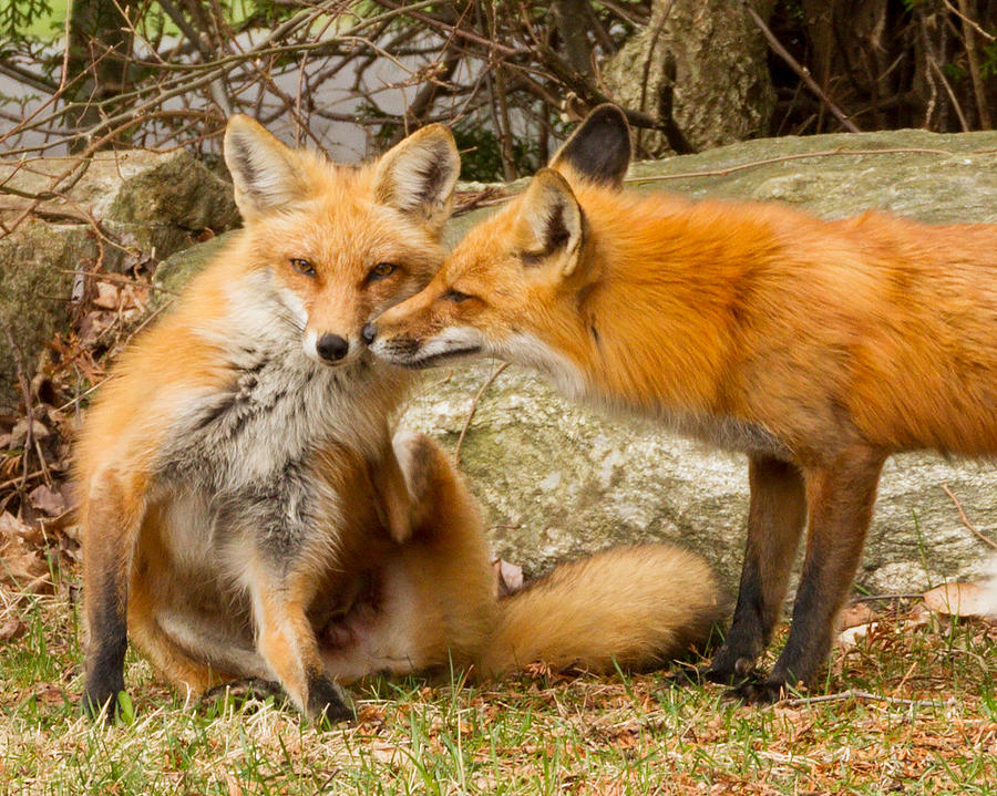 Nature Photograph - Foxes in Love #3 by Brian Caldwell
