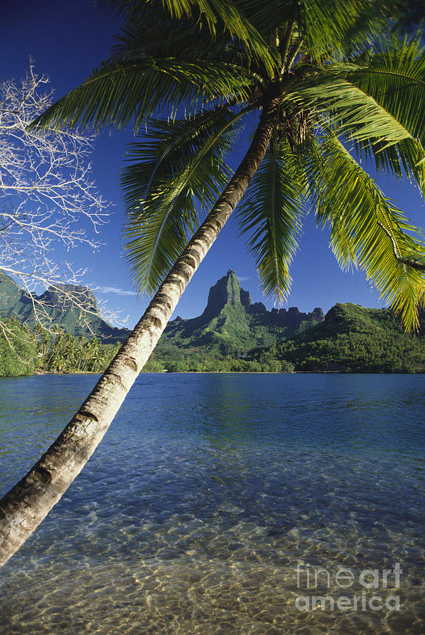 French Polynesia, Moorea Photograph by Ron Dahlquist - Printscapes ...