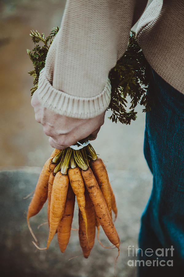 Tomato Photograph - Fresh carrots #3 by Mythja Photography