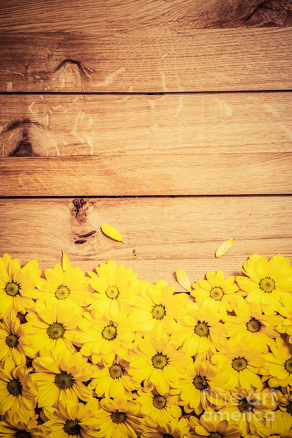Flower Photograph - Fresh spring flowers and petals on rustic wood #3 by Michal Bednarek