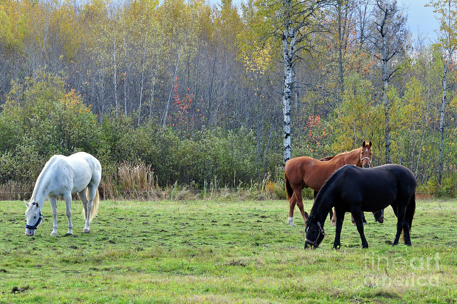 3 Horses Photograph by Glenn Gordon