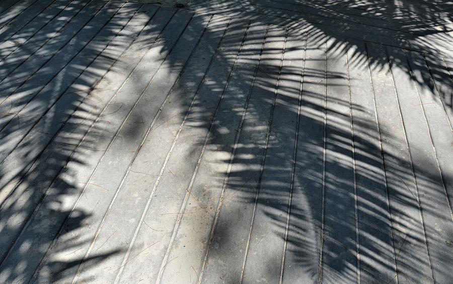 Frond Shadows Photograph by JAMART Photography