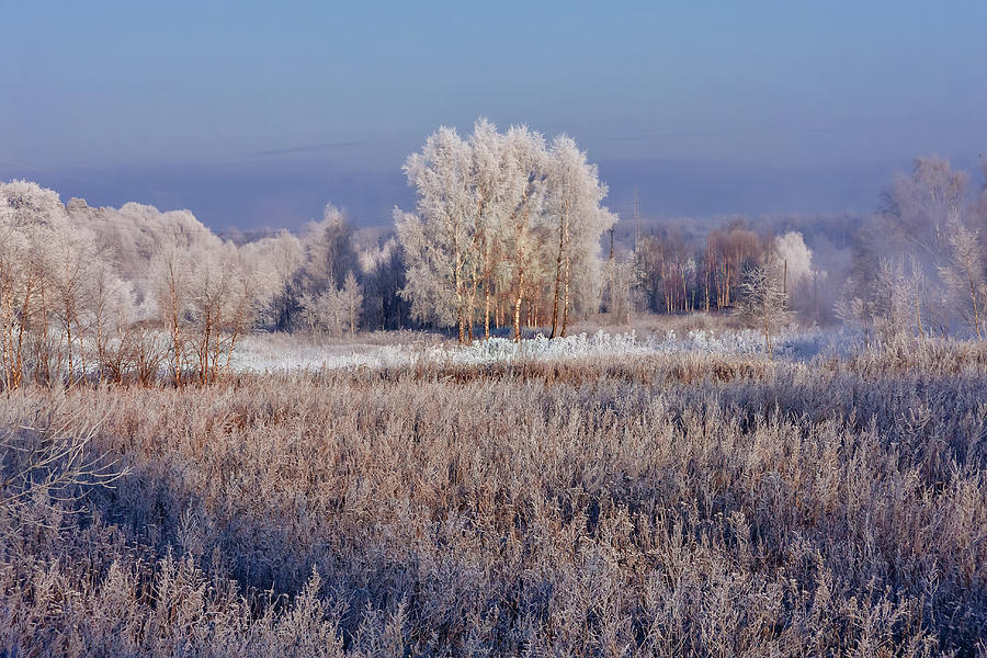 Frozen Trees On A Sunny Winter Day Photograph