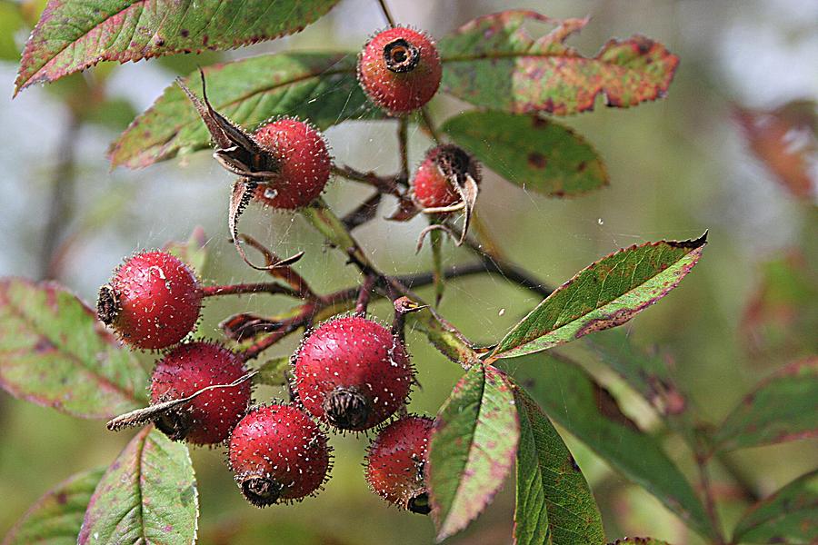 Fruit of the Wild Rose Photograph by Margie Wildblood