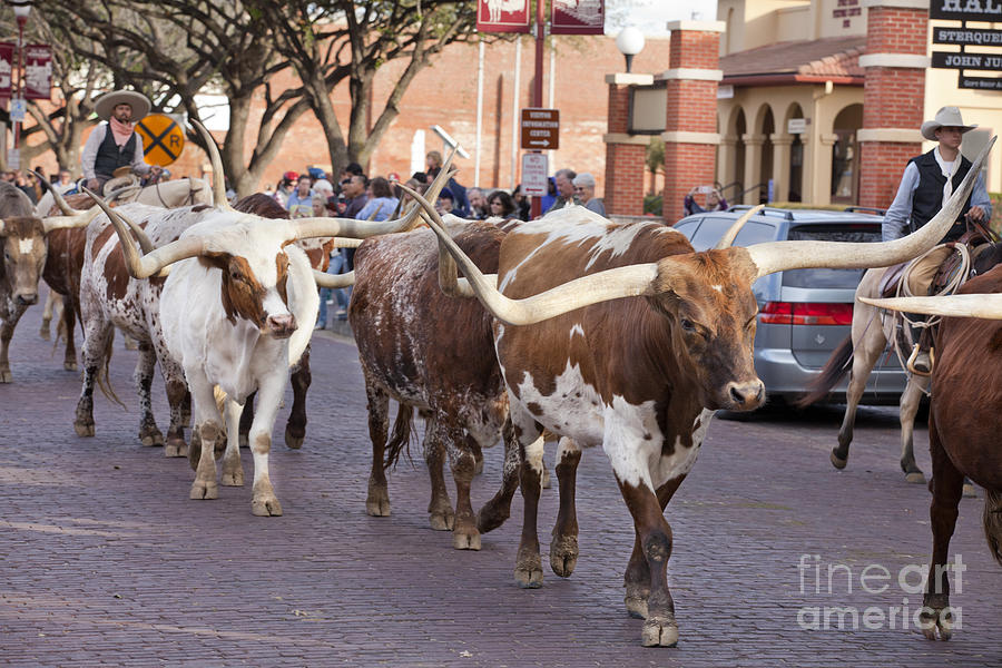 Ft Worth Longhorn Cattle Drive  #3 Photograph by Anthony Totah