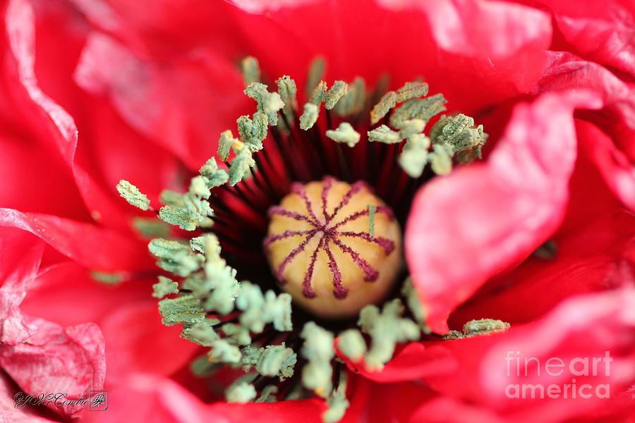 Fully Double Red Poppy from the Angels Choir Mix #3 Photograph by J McCombie