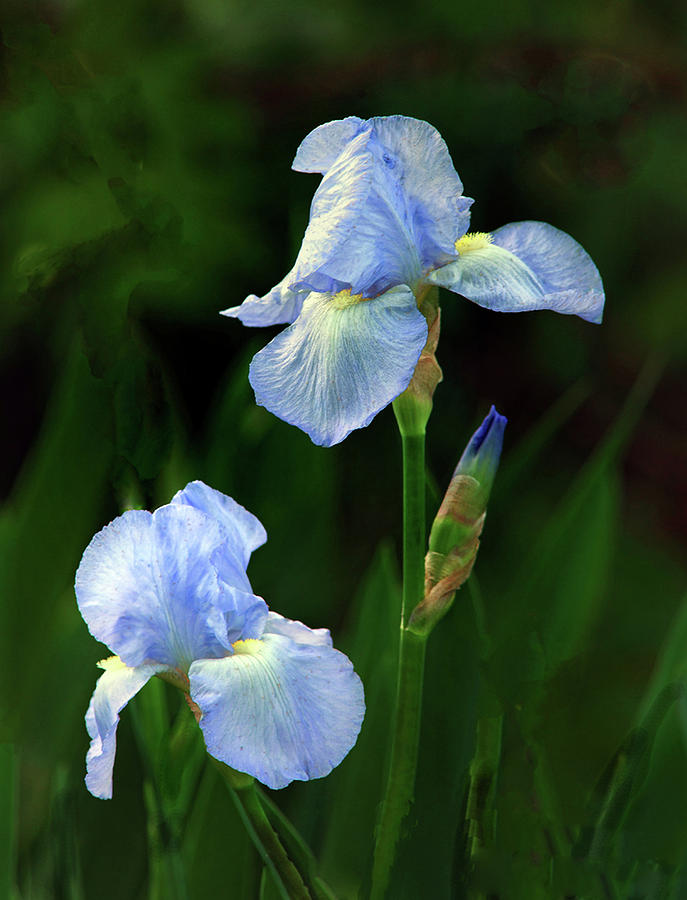 Garden Iris #3 Photograph by Floyd Hopper