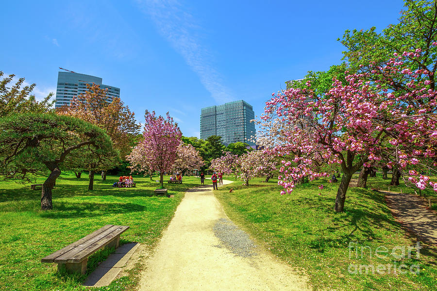 Garden Sakura Tokyo #3 Photograph by Benny Marty