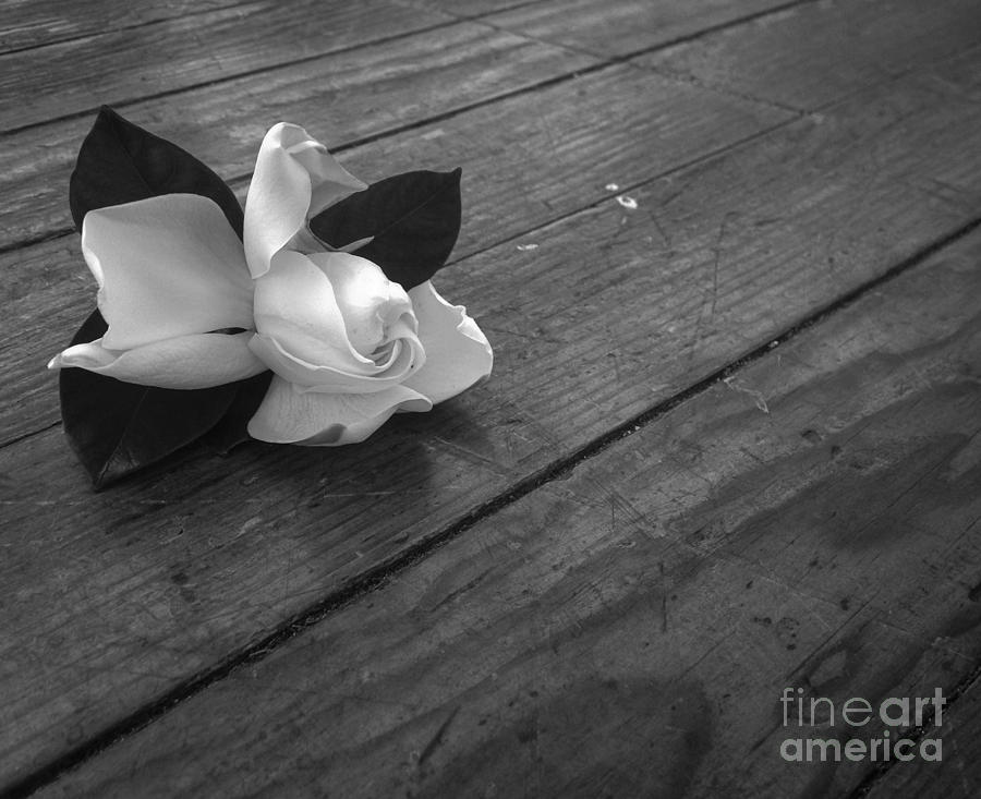 Gardenia  #3 Photograph by Angela Rath