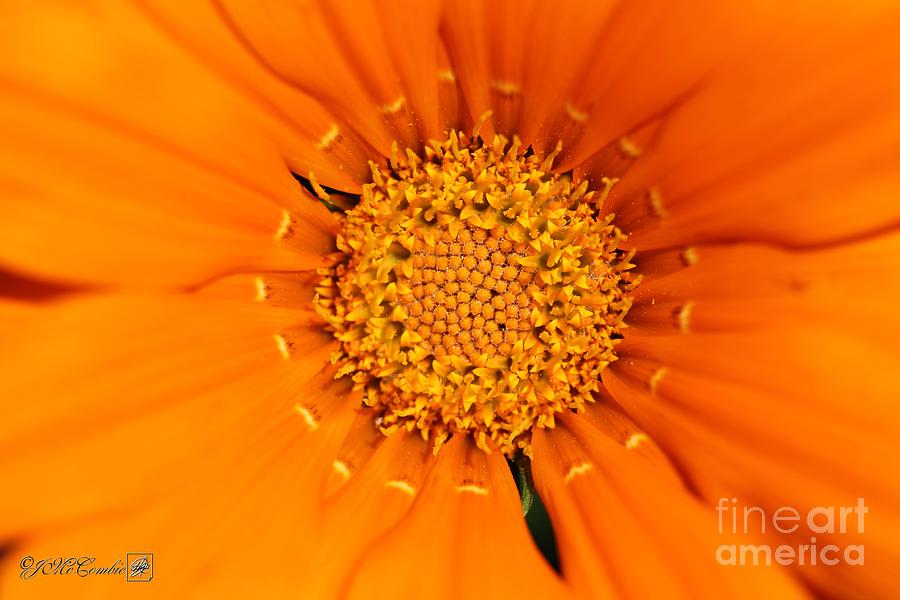 Gazania named New Day Clear Orange #2 Photograph by J McCombie