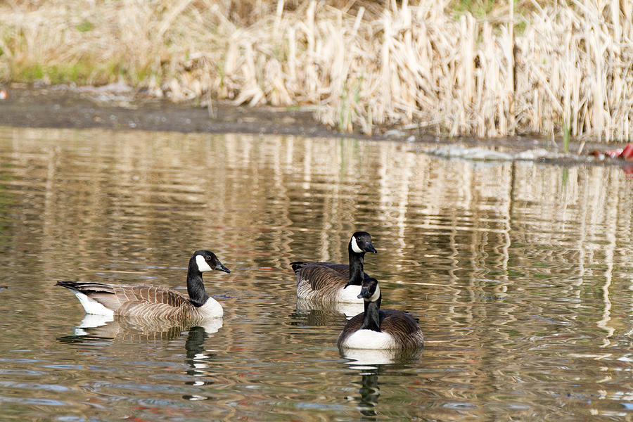 3 Geese Photograph