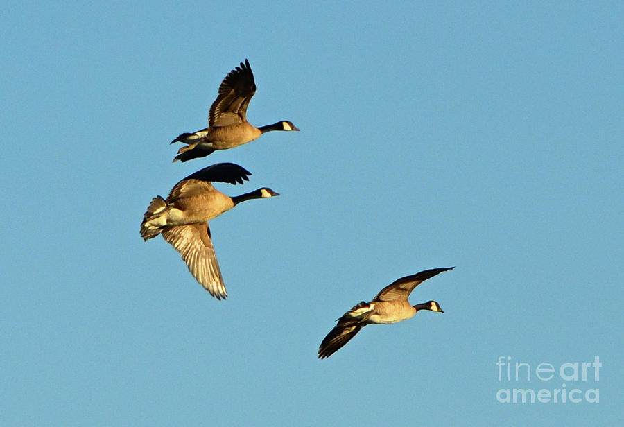 3 Geese in Flight Photograph by Cindy Schneider