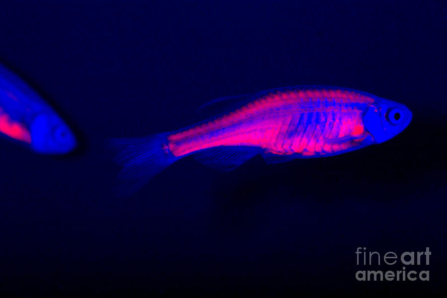 Fish Photograph - Genetically Engineered Zebra Danio #3 by Ted Kinsman