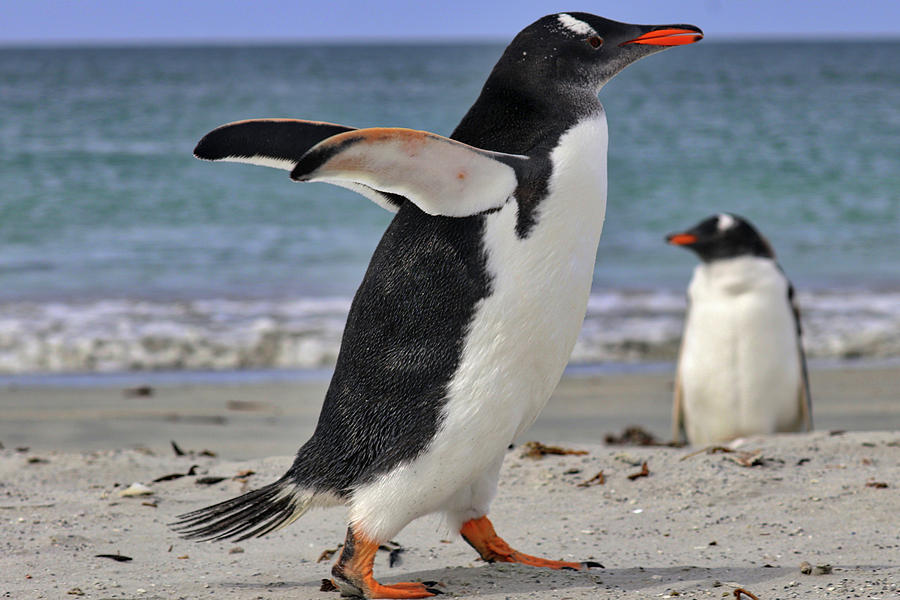 Gentoo Penguins Falkland Islands #3 Photograph by Paul James Bannerman