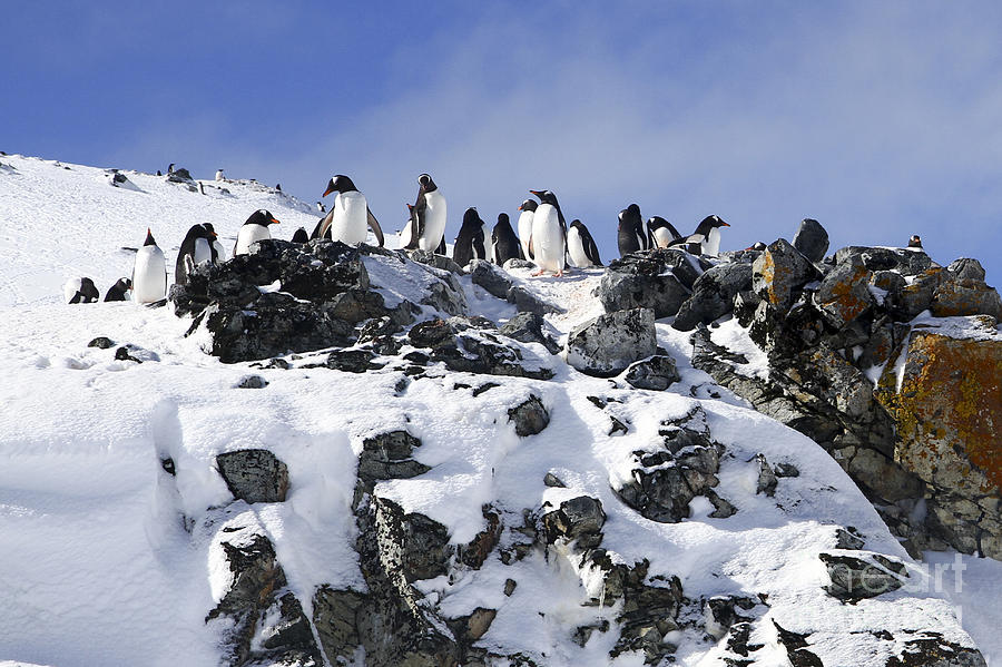 Gentoo penguins Pygoscelis papua #3 Photograph by Lilach Weiss