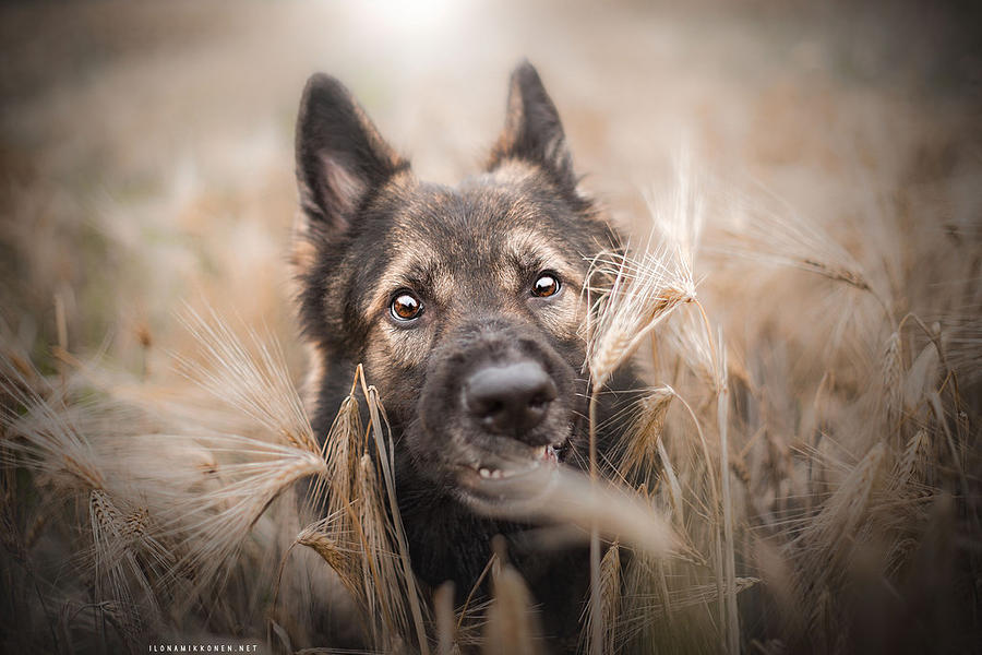German Shepherd Photograph - German Shepherd #3 by Mariel Mcmeeking
