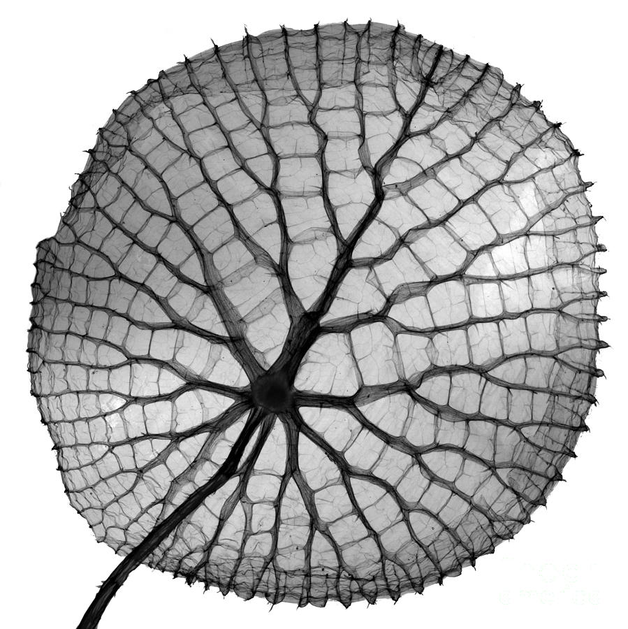 Giant Water Lilies Photograph - Giant Amazon Water Lily, X-ray #3 by Ted Kinsman