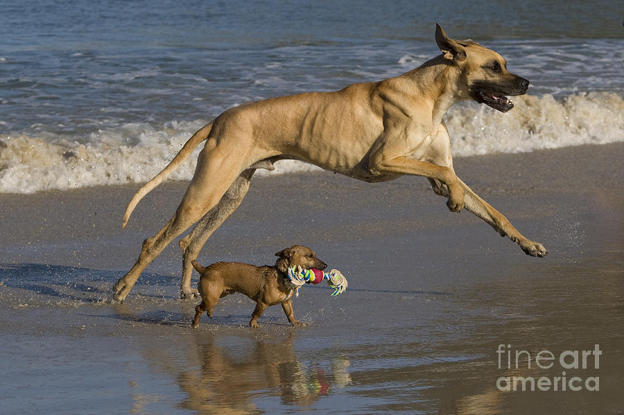 Great Dane Photograph - Giant And Tiny Dogs #3 by Jean-Louis Klein & Marie-Luce Hubert