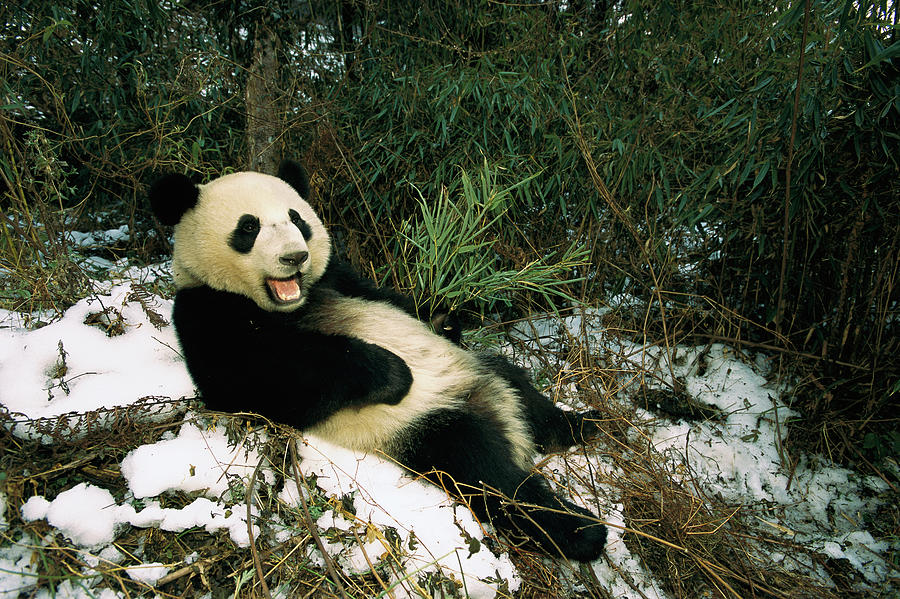 Giant Panda Ailuropoda Melanoleuca Photograph by Pete Oxford