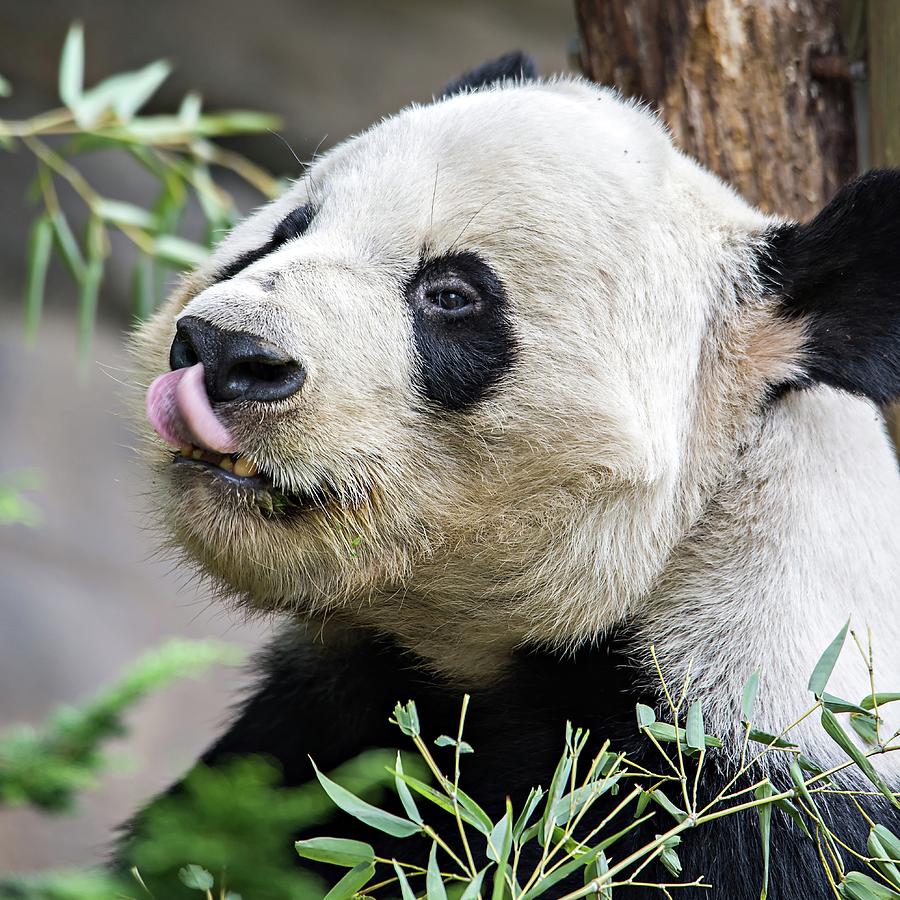 Giant Panda Eating Green  Bamboo #3 Photograph by Alex Grichenko