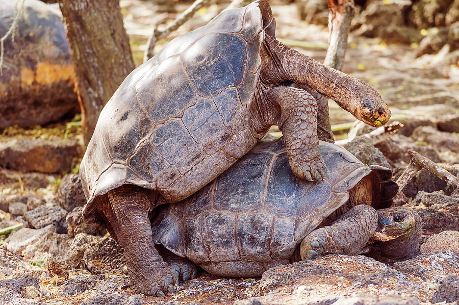 Giant tortoises mating in Darwin Station, Galapagos. #3 Photograph by Marek Poplawski