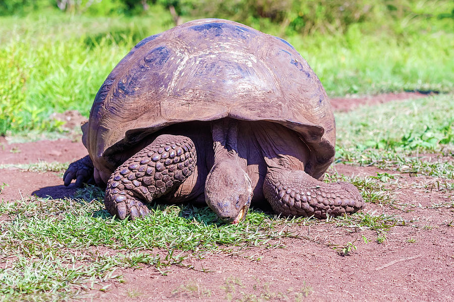 Giant turtle from Galapagos Photograph by Marek Poplawski | Pixels