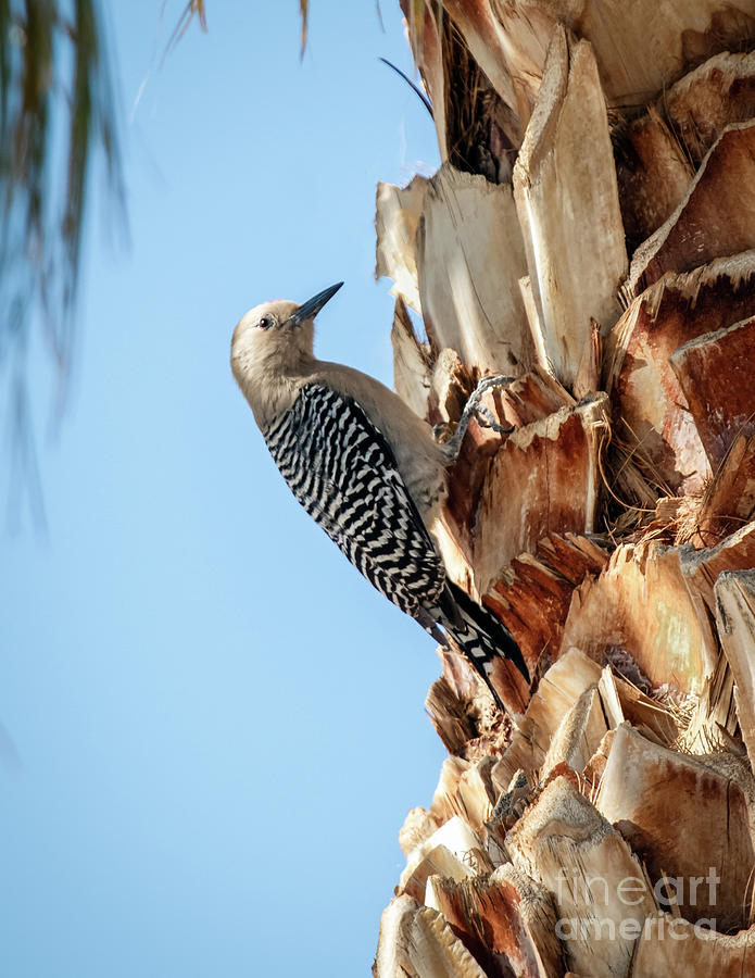 Woodpecker Photograph - Gila Woodpecker #3 by Robert Bales
