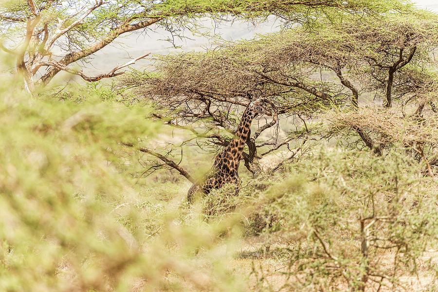 Giraffe in Serengeti National Park #3 Photograph by Marek Poplawski