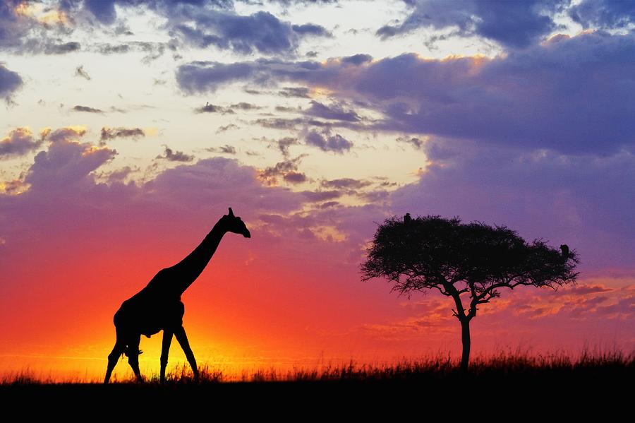 Sunset Digital Art - Giraffe #3 by Super Lovely