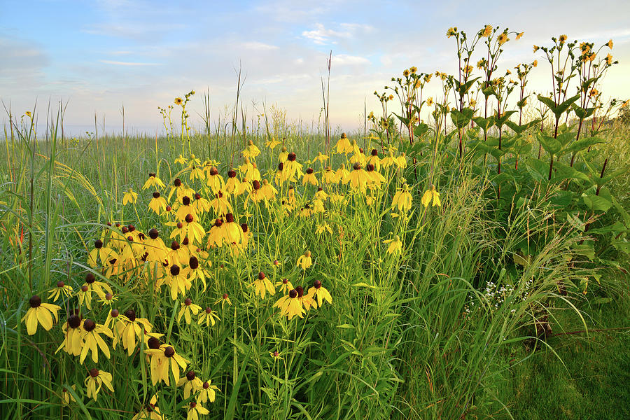 Glacial Park Wildflowers #3 Photograph by Ray Mathis