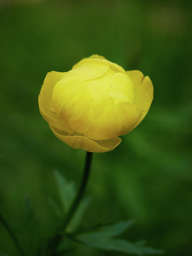Globeflower Photograph