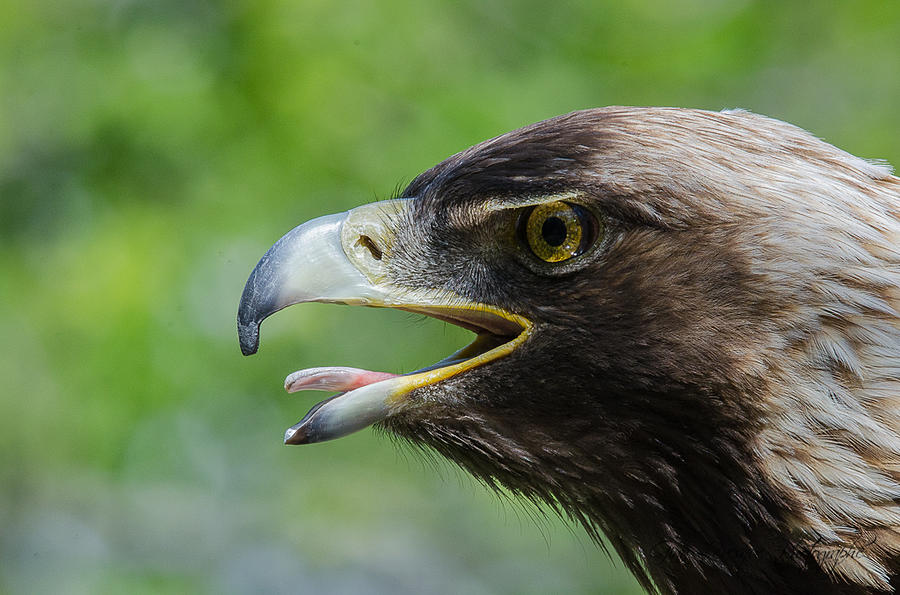 Golden Eagle #3 Photograph by Gina Levesque