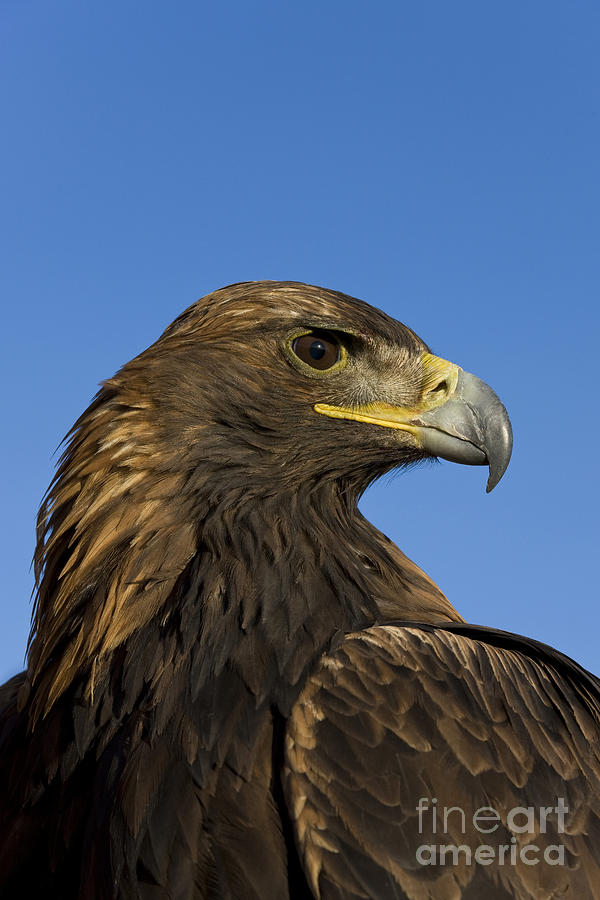 Golden Eagle #3 Photograph by Jean-Louis Klein & Marie-Luce Hubert