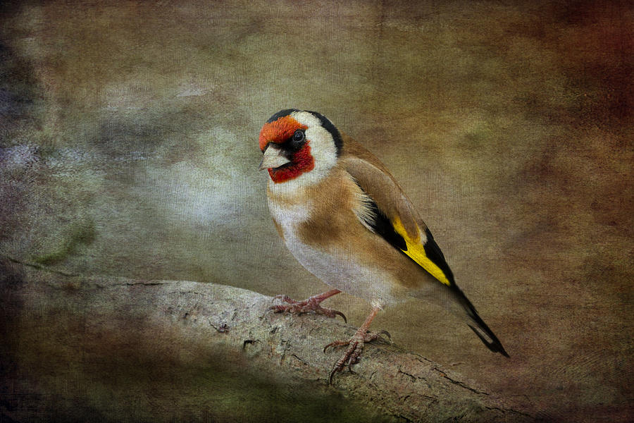 Goldfinch  #3 Photograph by Chris Smith