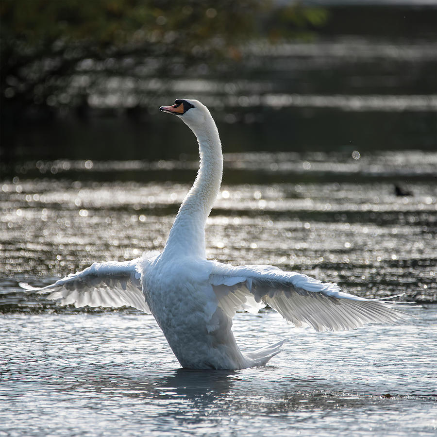 Graceful beautiful mute swan cygnus olor stretches it's wings on ...