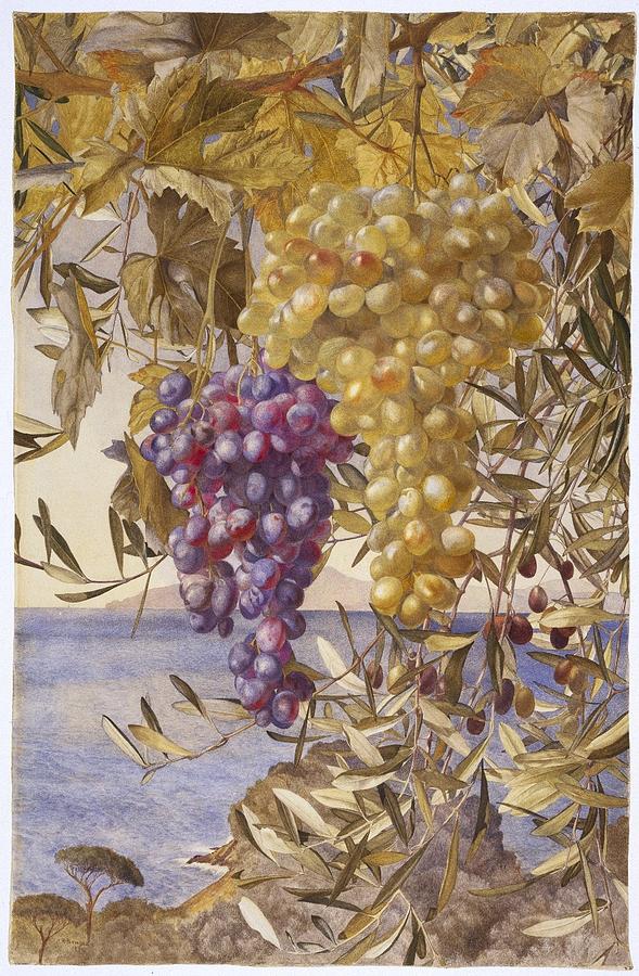 Grape Painting - Grapes and Olives #3 by Henry Roderick