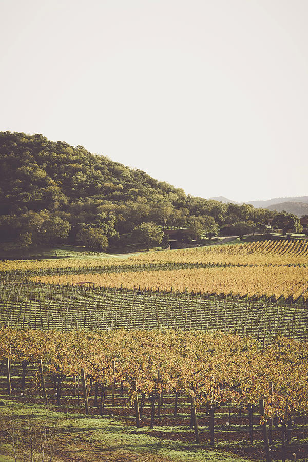 Grapevines in the Fall #3 Photograph by Brandon Bourdages