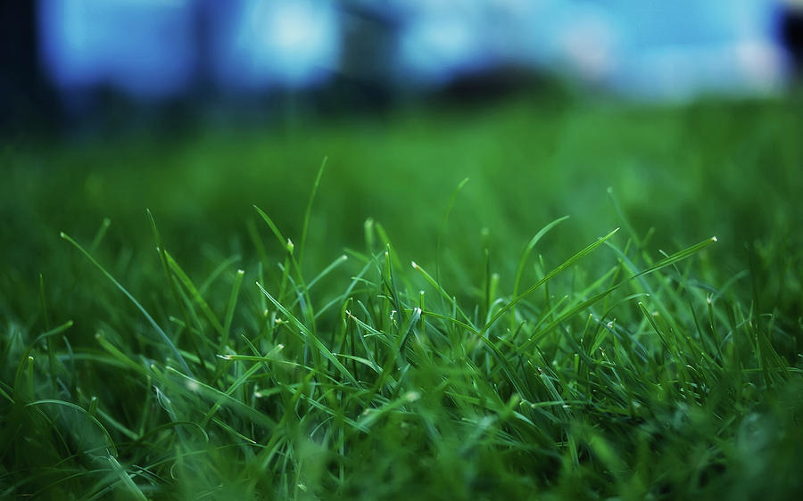 Spring Photograph - Grass #3 by Mariel Mcmeeking