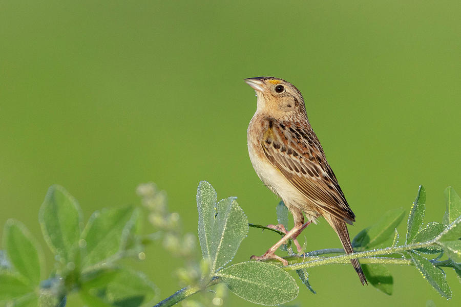 Grasshopper Sparrow Photograph by Mike Timmons - Fine Art America