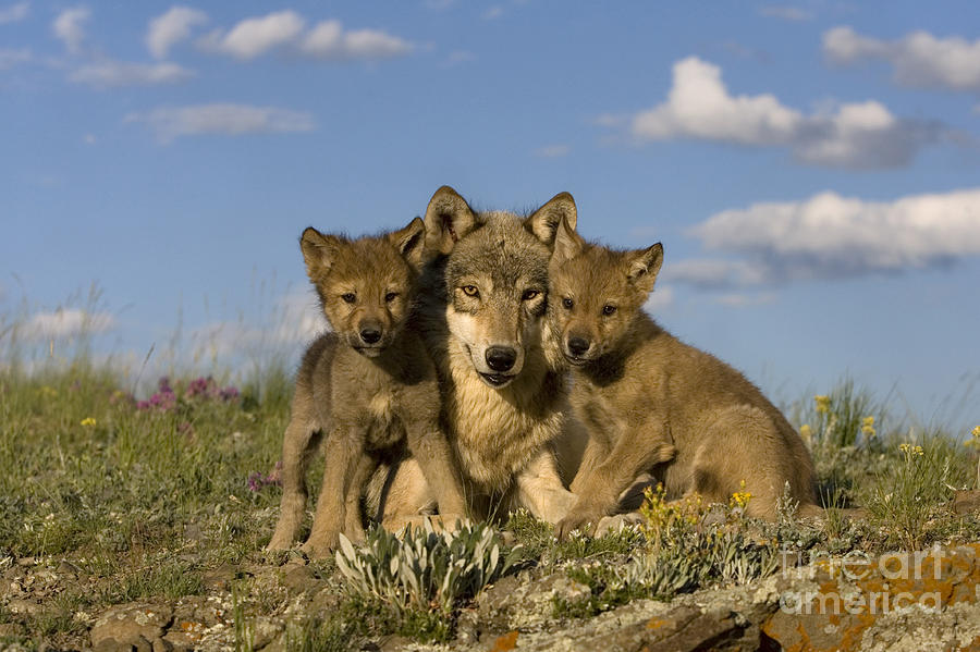 Gray Wolf And Cubs Photograph by Jean-Louis Klein & Marie-Luce Hubert