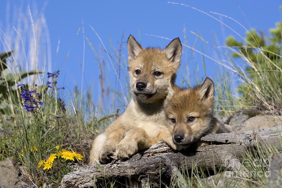 Gray Wolf Cubs #3 Photograph by Jean-Louis Klein & Marie-Luce Hubert