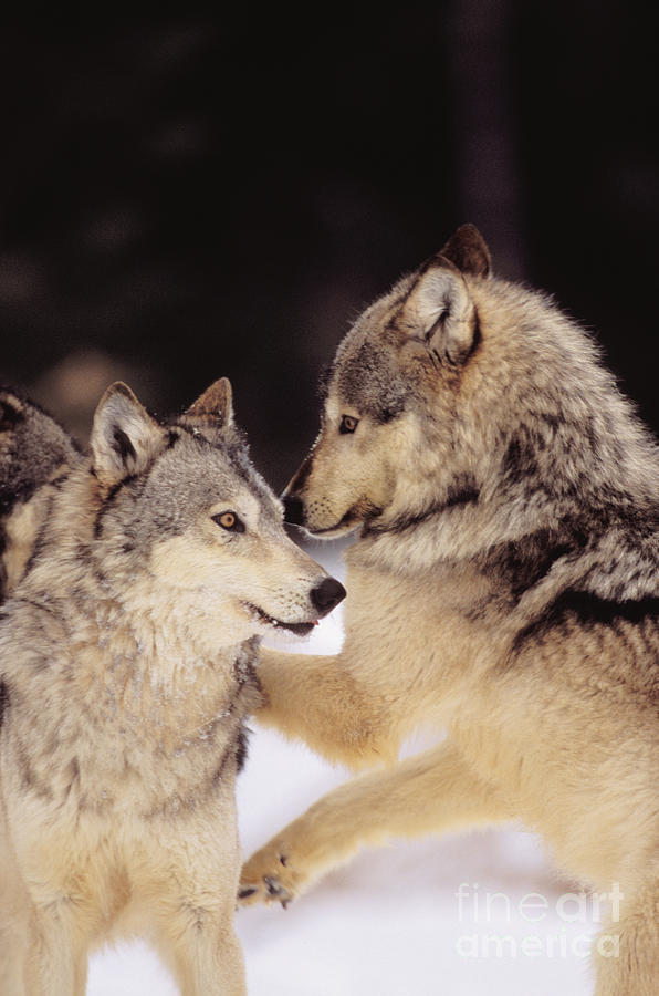 Gray Wolves #3 Photograph by John Hyde - Printscapes