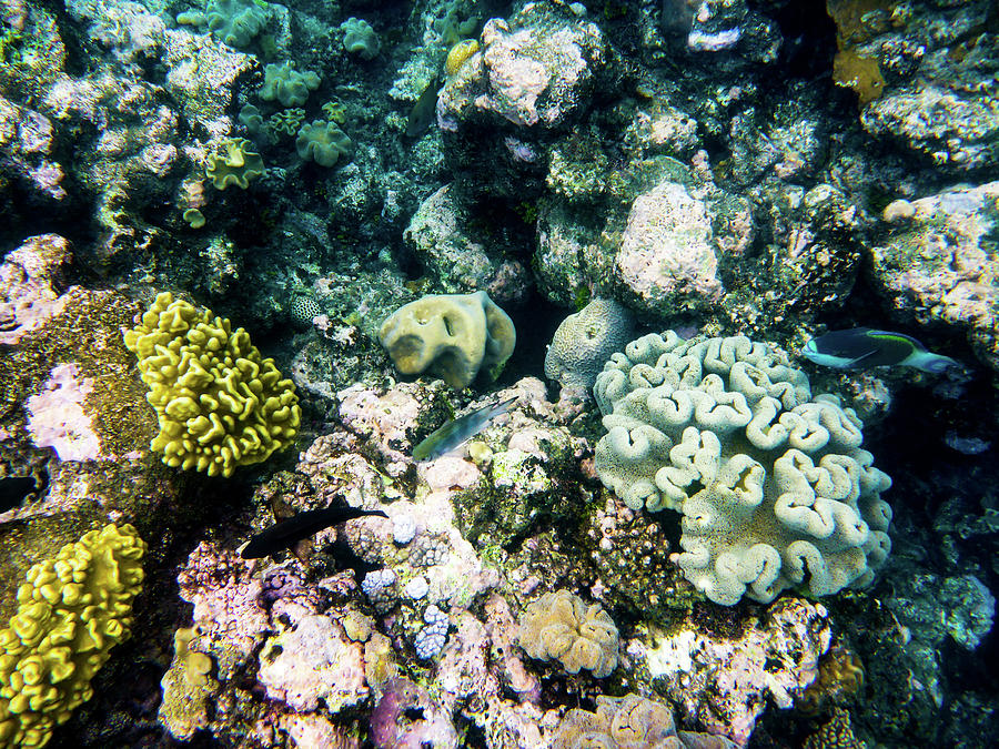 Great Barrier Reef #3 Photograph by Walt Sterneman