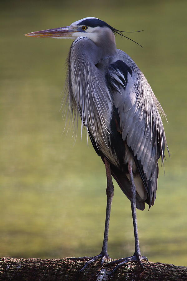 Great Blue Heron #3 Photograph by Bruce J Robinson