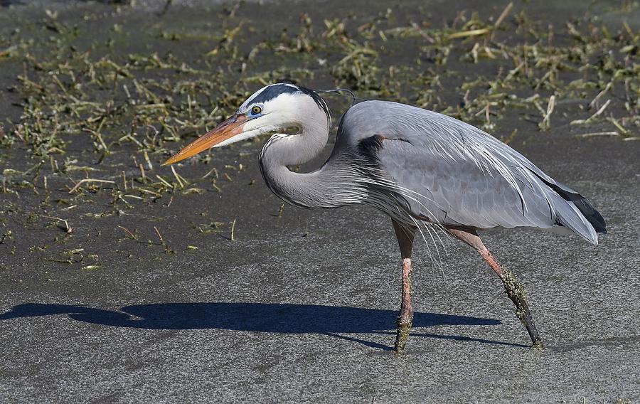 Great Blue Heron #3 Photograph by David Campione