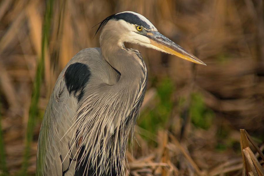 Great Blue Heron #3 Photograph by Gunter Weber - Fine Art America