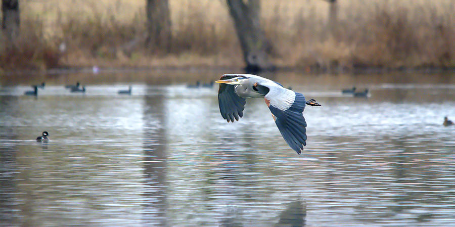 Heron Photograph - Great Blue Heron In Flight Over The Lake #3 by Roy Williams