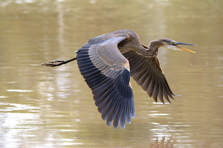 Great Blue Heron In Flight Over The River Photograph by Roy Williams