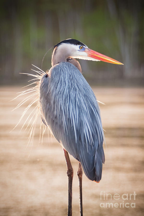 Nature Photograph - Great Blue Heron #3 by Michael McStamp